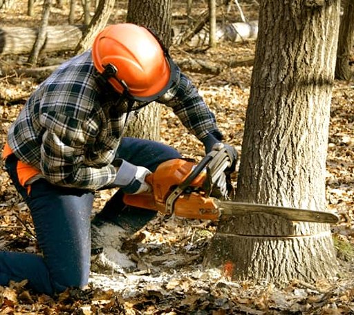 Tree Removal in Allentown, GA